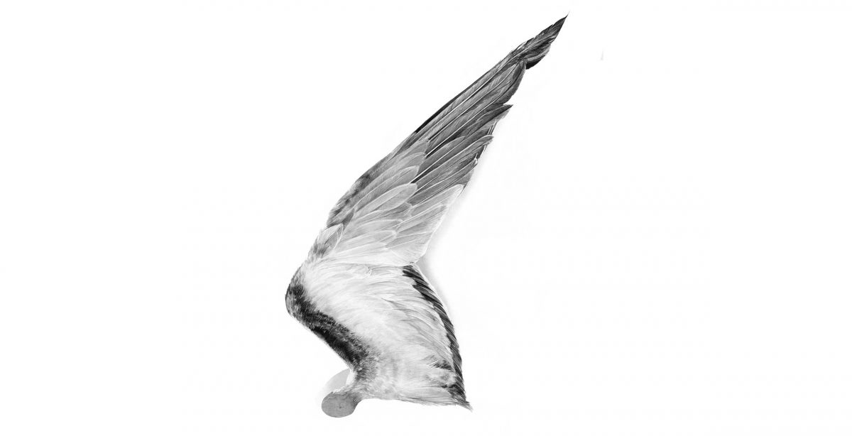 Essay: Bad Birds. Illustration by Kate Copeland
